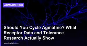 Should You Cycle Agmatine? What Receptor Data and Tolerance Research Actually Show