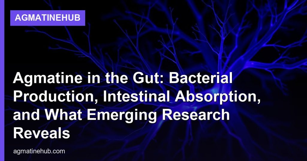 Agmatine in the Gut: Bacterial Production, Intestinal Absorption, and What Emerging Research Reveals - AgmatineHub