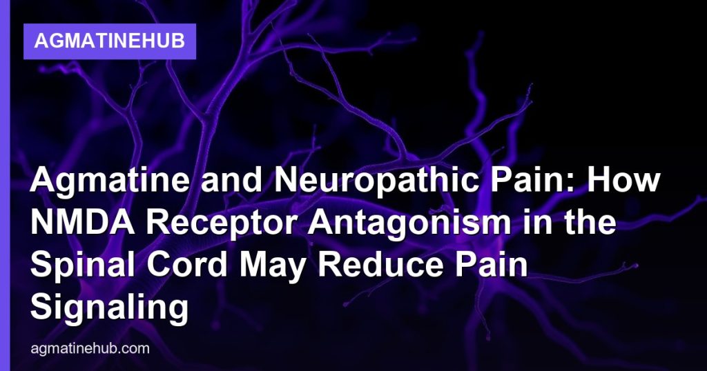 Agmatine and Neuropathic Pain: How NMDA Receptor Antagonism in the Spinal Cord May Reduce Pain Signaling - AgmatineHub