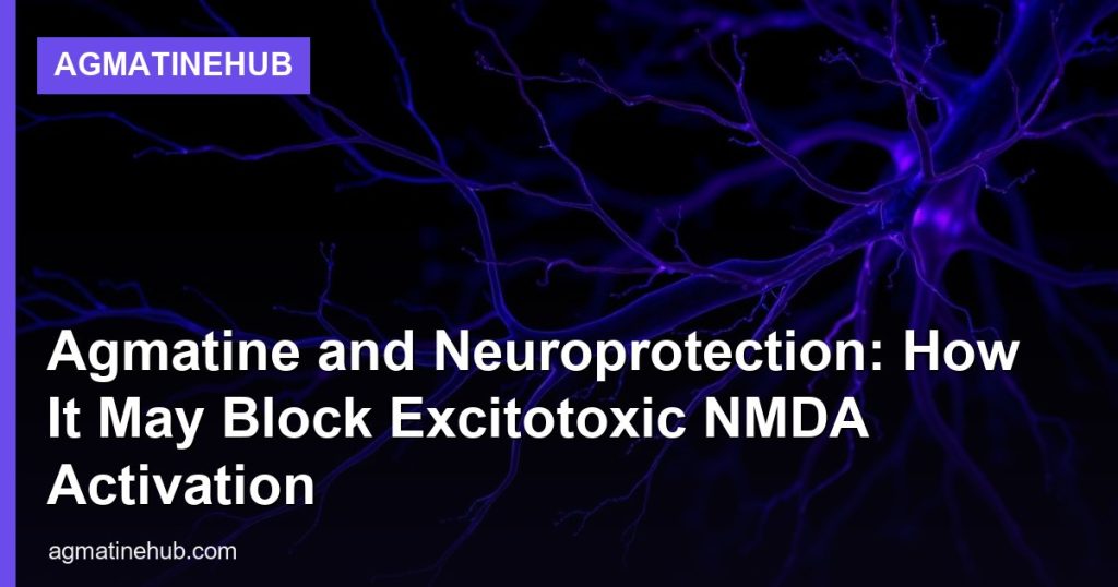 Agmatine and Neuroprotection: How It May Block Excitotoxic NMDA Activation - AgmatineHub