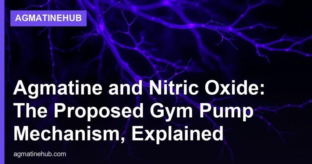 Agmatine and Nitric Oxide: The Proposed Gym Pump Mechanism, Explained - AgmatineHub