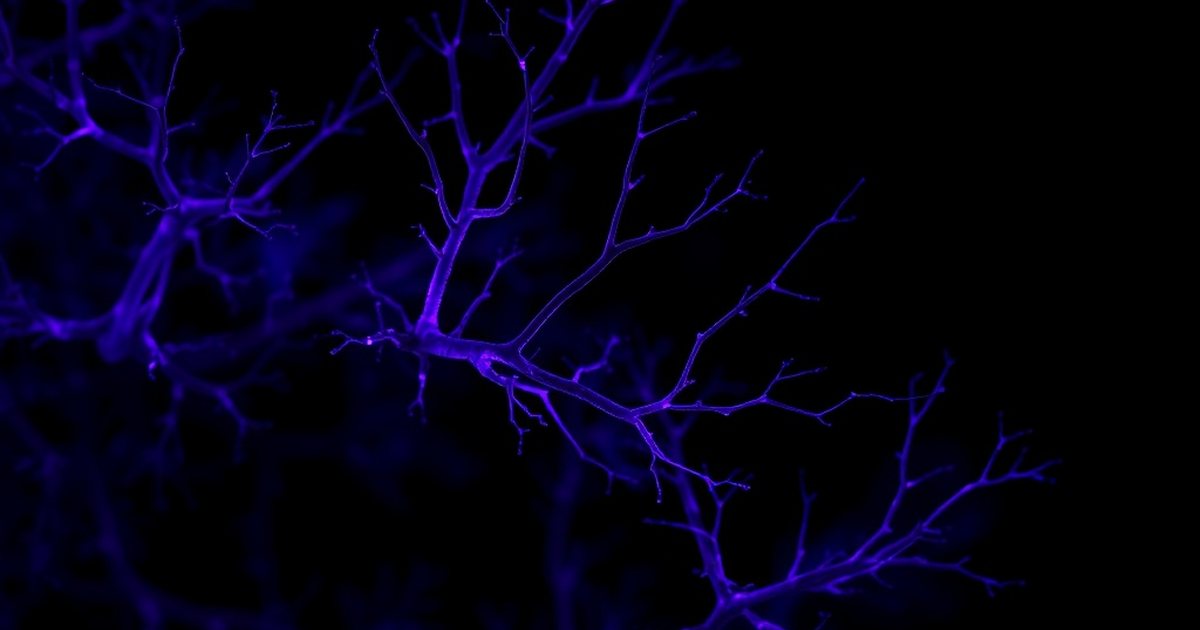 Frequently Asked Questions - AgmatineHub