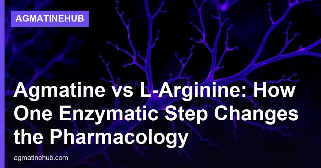 Agmatine vs L-Arginine: How One Enzymatic Step Changes the Pharmacology - AgmatineHub