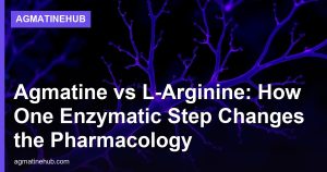 Agmatine vs L-Arginine: How One Enzymatic Step Changes the Pharmacology