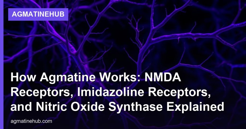 How Agmatine Works: NMDA Receptors, Imidazoline Receptors, and Nitric Oxide Synthase Explained - AgmatineHub