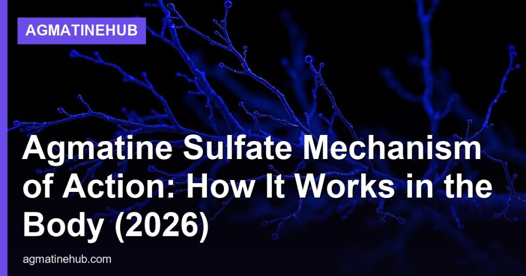 Agmatine Sulfate Mechanism of Action: How It Works in the Body (2026) - AgmatineHub